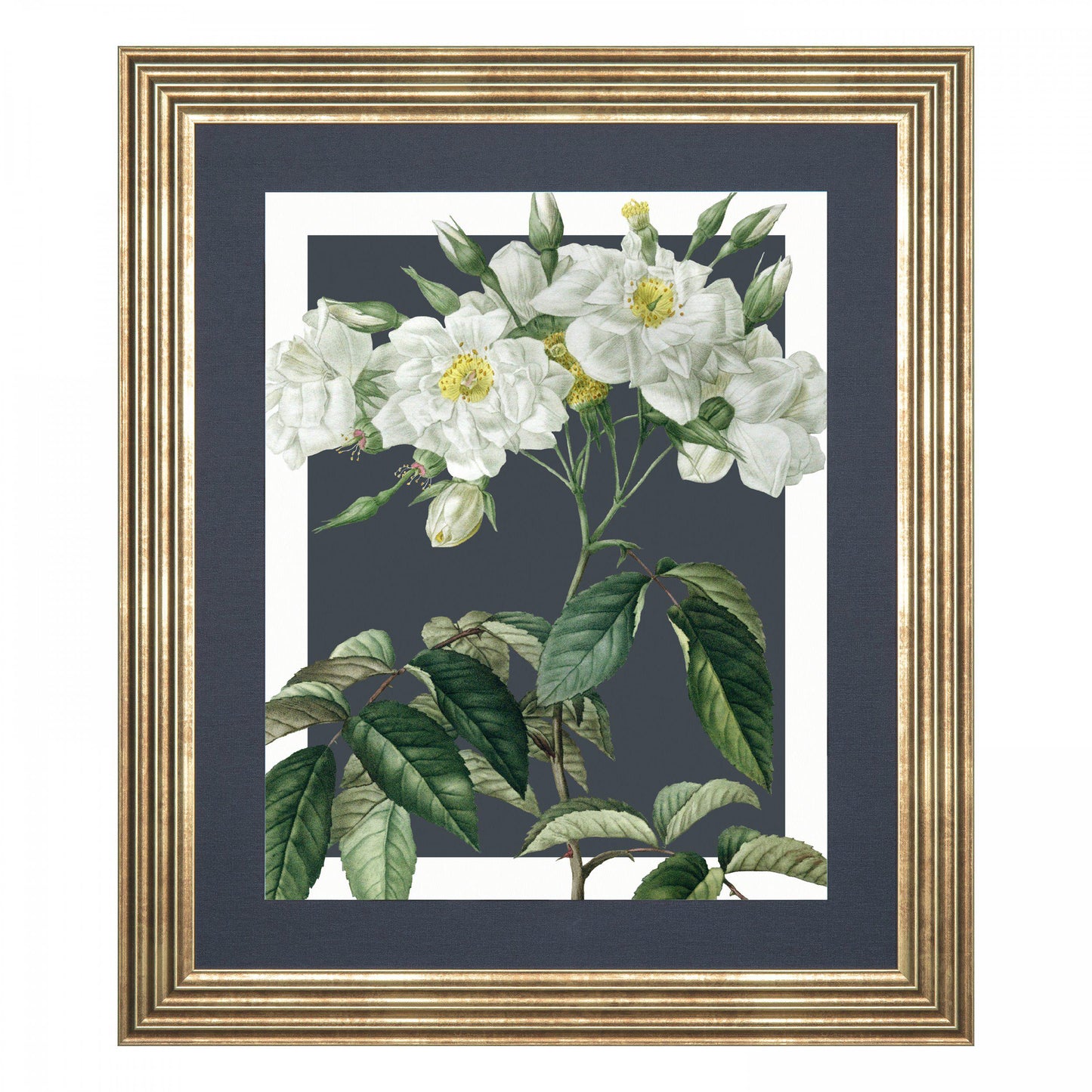 Rosa Moschata